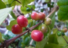 ファイル 3245-1.jpg