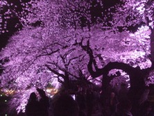 ファイル 3248-2.jpg