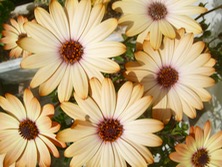 ファイル 3251-1.jpg