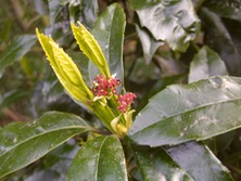 ファイル 3253-1.jpg