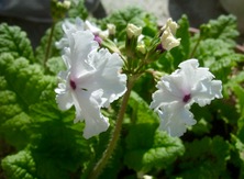 ファイル 3258-1.jpg