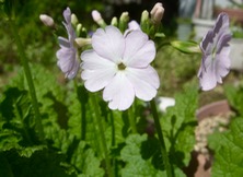 ファイル 3258-2.jpg