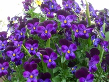 ファイル 3259-1.jpg