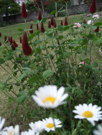 ファイル 326-1.jpg