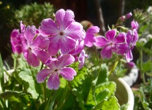 ファイル 3262-1.jpg