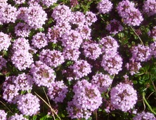 ファイル 3263-1.jpg