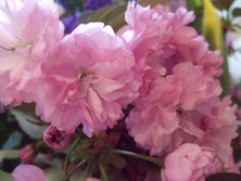 ファイル 3265-1.jpg