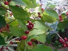 ファイル 3269-1.jpg