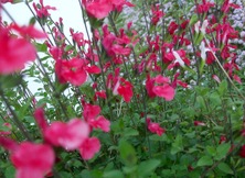 ファイル 3274-1.jpg