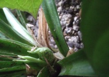 ファイル 3276-1.jpg