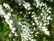 ファイル 3277-1.jpg