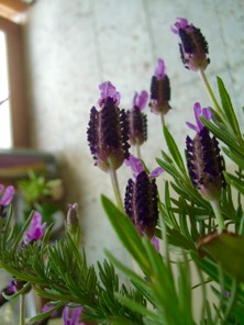 ファイル 3278-1.jpg