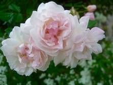 ファイル 3279-1.jpg