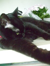 ファイル 3280-1.jpg