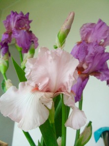 ファイル 3284-1.jpg