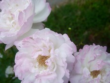 ファイル 3290-2.jpg