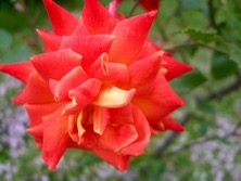 ファイル 3290-3.jpg