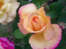 ファイル 3290-4.jpg