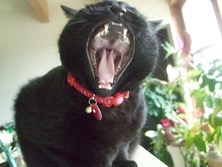 ファイル 3297-4.jpg