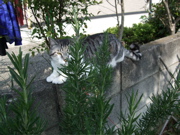 ファイル 330-1.jpg