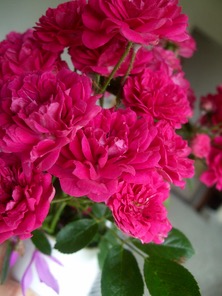 ファイル 3302-1.jpg