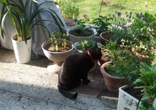 ファイル 3306-1.jpg