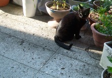 ファイル 3306-2.jpg