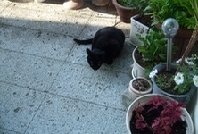 ファイル 3306-3.jpg