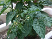 ファイル 3308-1.jpg