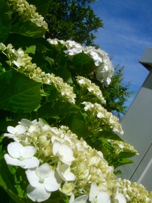 ファイル 3309-3.jpg