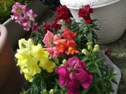 ファイル 331-1.jpg