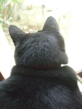 ファイル 3312-4.jpg