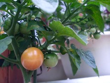 ファイル 3315-1.jpg