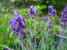 ファイル 3319-1.jpg