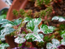 ファイル 3322-1.jpg