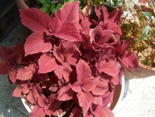 ファイル 3327-1.jpg