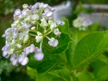 ファイル 3329-1.jpg