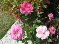 ファイル 333-1.jpg