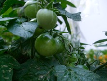 ファイル 3332-1.jpg