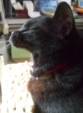 ファイル 3333-1.jpg