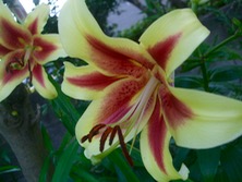 ファイル 3339-1.jpg