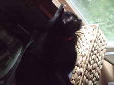 ファイル 3340-1.jpg