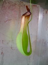 ファイル 3342-1.jpg