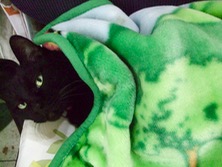 ファイル 3343-2.jpg