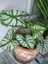 ファイル 3350-1.jpg