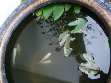 ファイル 3353-1.jpg