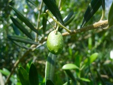 ファイル 3358-1.jpg