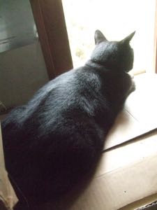 ファイル 3366-1.jpg