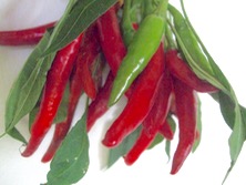 ファイル 3370-1.jpg