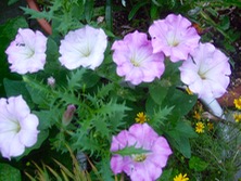 ファイル 3371-1.jpg